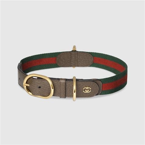 gucci style cat collar|gucci dog collar large.